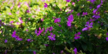沾花惹草在线观看,一场浪漫纠葛的在线情感之旅  第2张